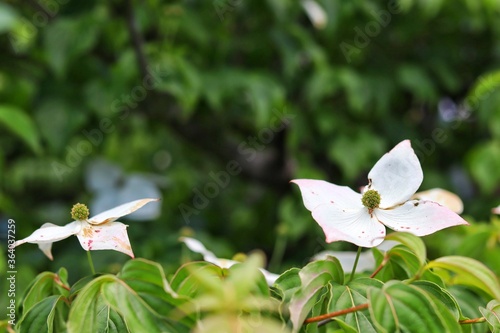 white flowers in the forest