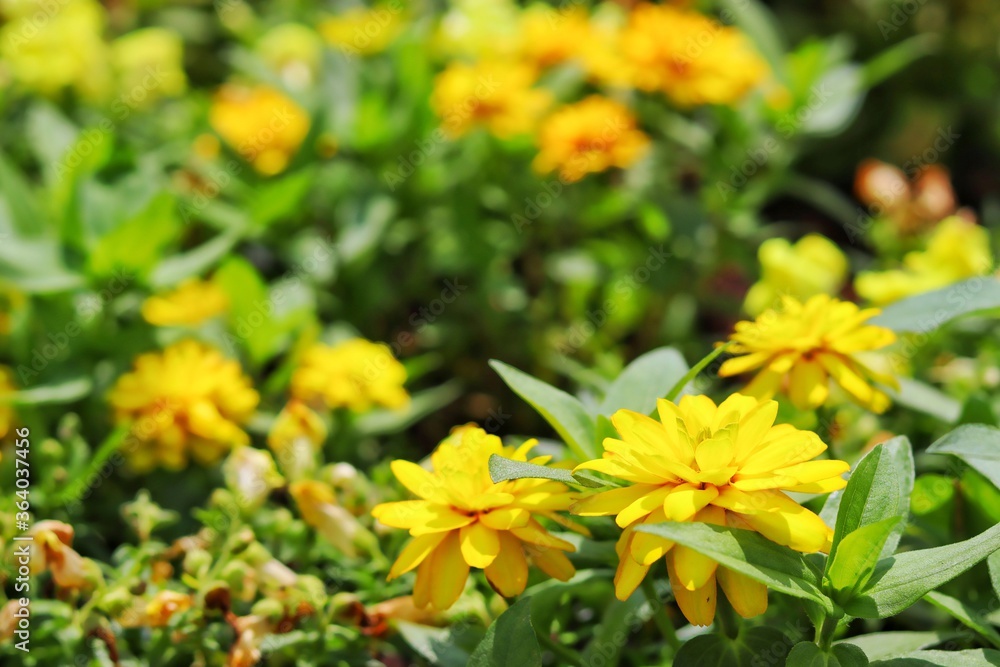 yellow flowers in the garden yellow flowers in the garden