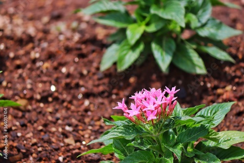 pink flowers in the garden