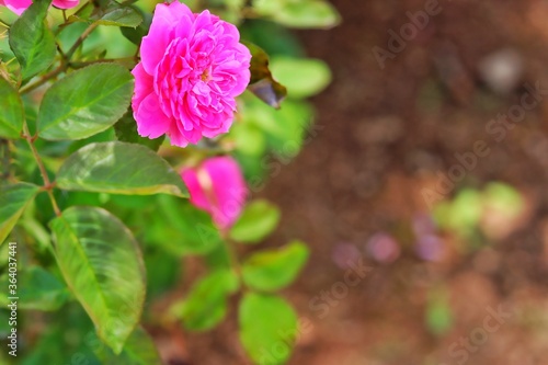 pink rose bush