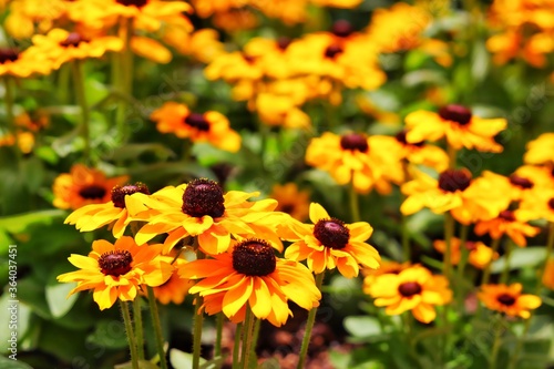 bee on yellow flower