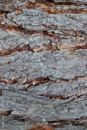 Horizontal wood texture background surface with natural pattern. Rustic wooden table or floor top view. Tree bark