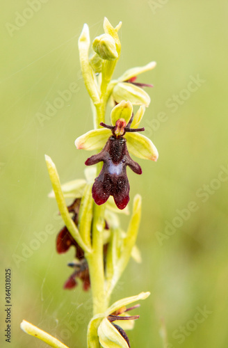 Fly Orchid (Orchis insectifera) in natural habitat