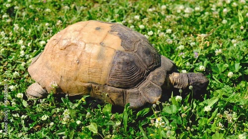 Single Marginated tortoise, Testudo marginata, turtle in a grassy city park photo