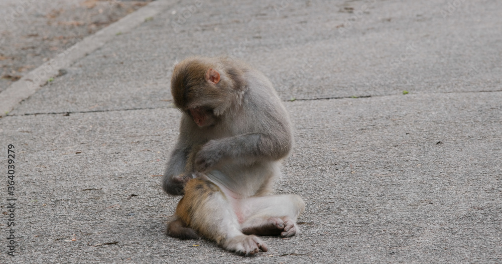 Wild monkey sit on ground