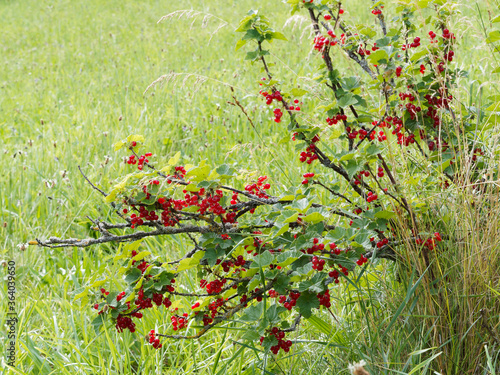 Ribes rubrum | Rote Johannisbeere. Zweige mit rotbraun rinde gefüllt mit kleine glänzende, durchscheinende roter Beeren, reingrün Blätter, herzförmig, stumpf und am Rand gesägt   photo