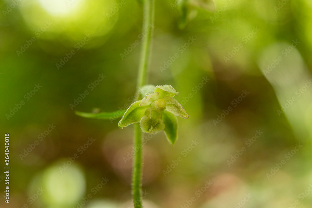 Small-leaved Helleborine (Epipactis microphylla) in natural habitat