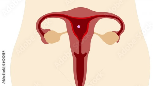 Animation fo growth the ovarian follicle and ovulation to menses, Menstrual cycle ovary in female.