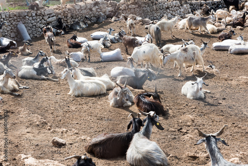 Goats grazing in Sicily © FPWing