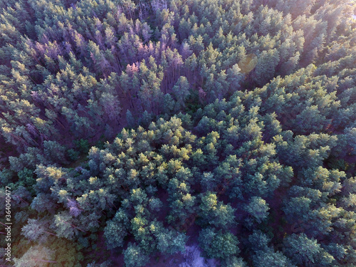 Pine forest (drone aerial image). Near Kiev