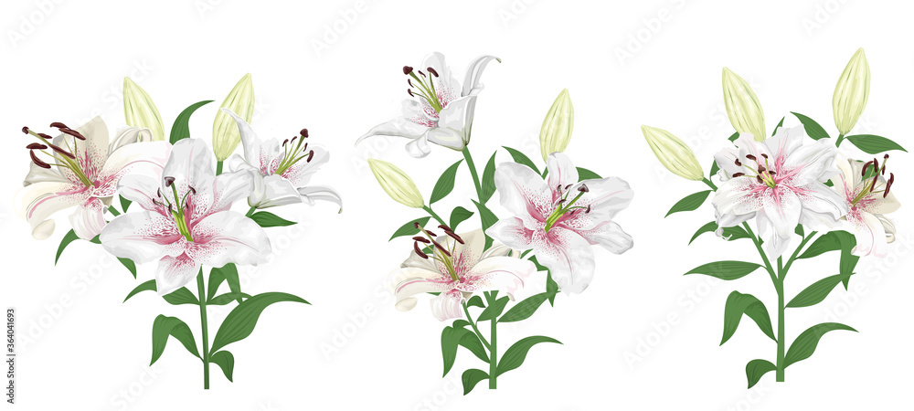Lovely white with pink lilies. Flowers on a white background. Bouquets, branches of royal lilies.