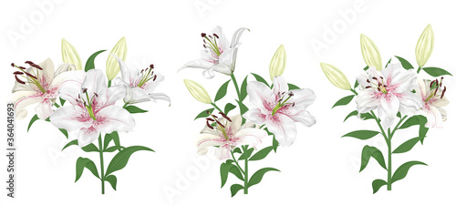 Lovely white with pink lilies. Flowers on a white background. Bouquets, branches of royal lilies. © Alena