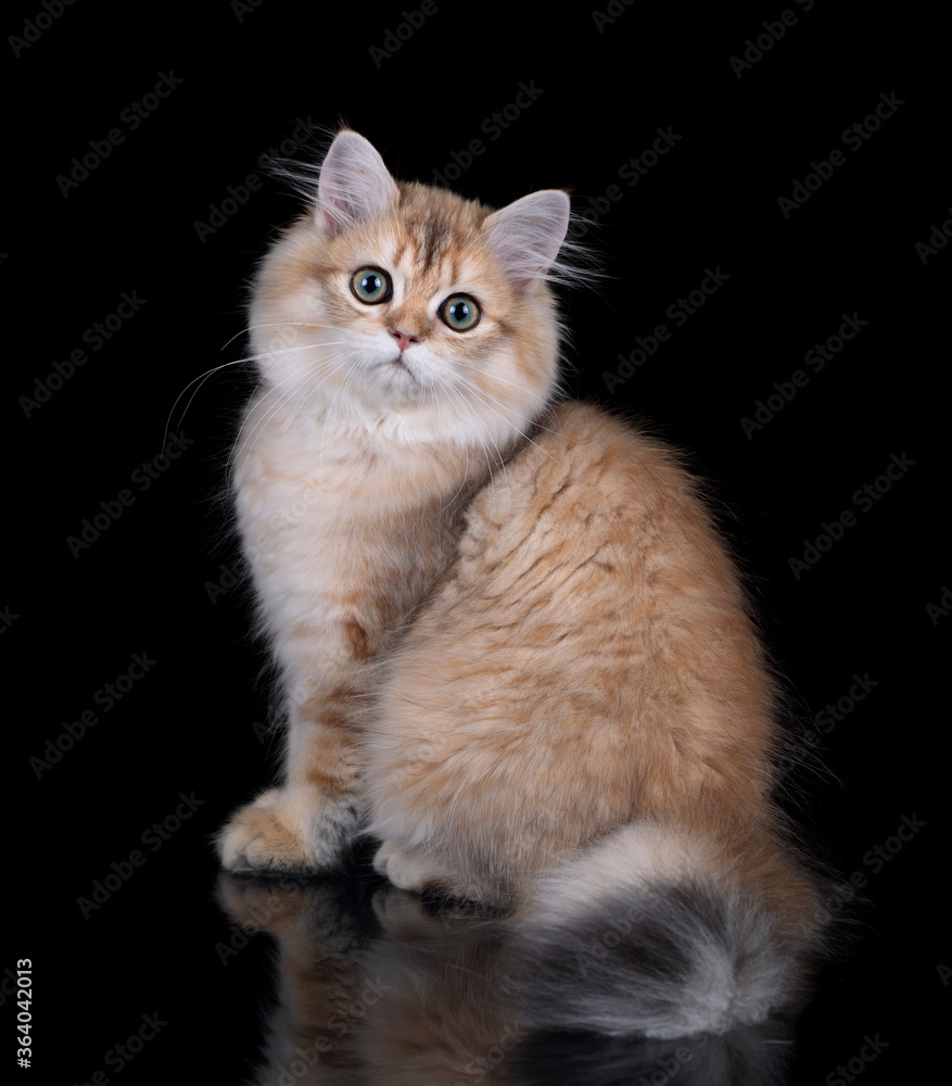 Cute red scottish kitten on a black background