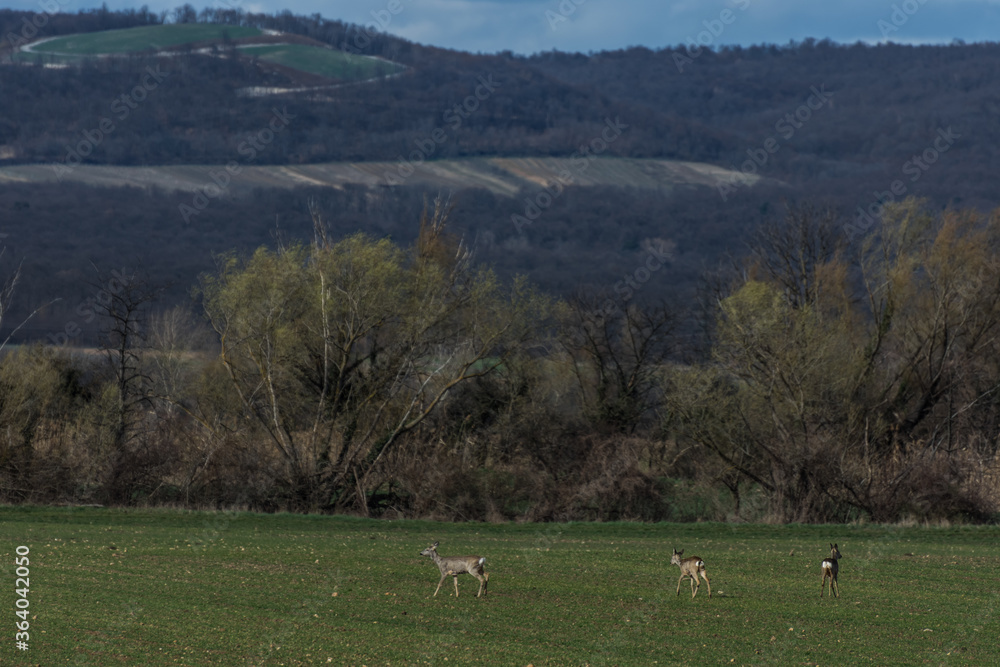 three deer standing an a field