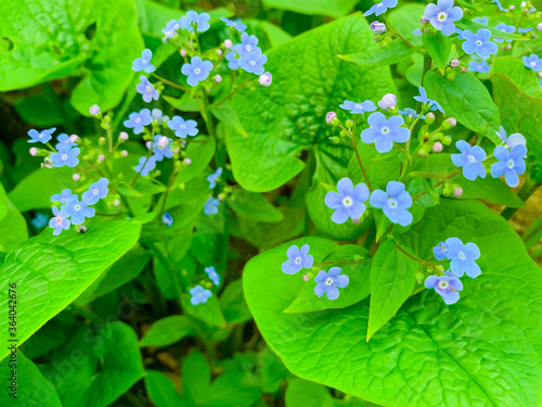 Delicate blue inflorescences of Brunner macrophylla. Photo photo