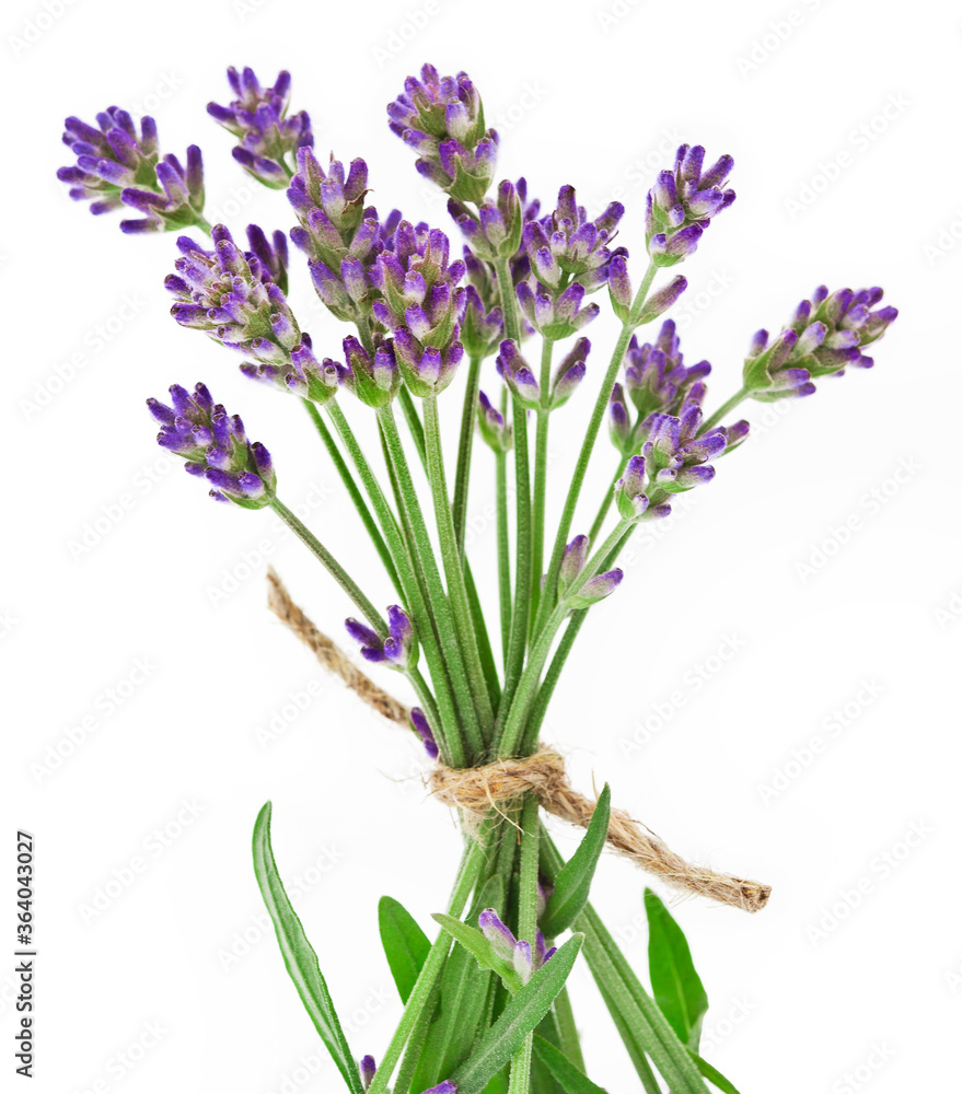 Naklejka premium Bouquet of lavender flowers isolated on a white background.