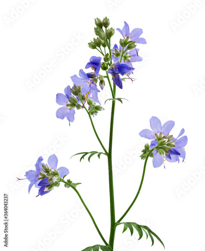 Jacob's Ladder or Greek valerian (Polemonium caeruleum) flower isolated on a white background.