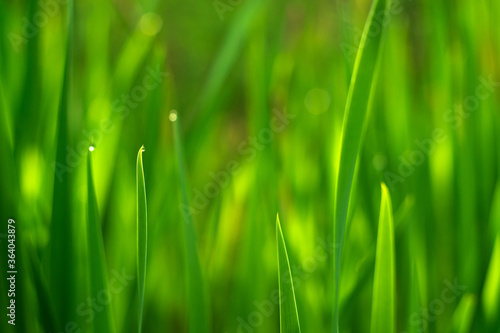Green grass with a Dewdrop, background