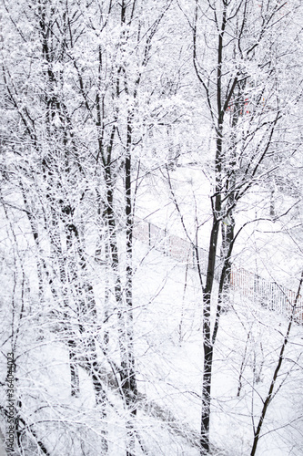 Snowy trees, christmas background, winter.