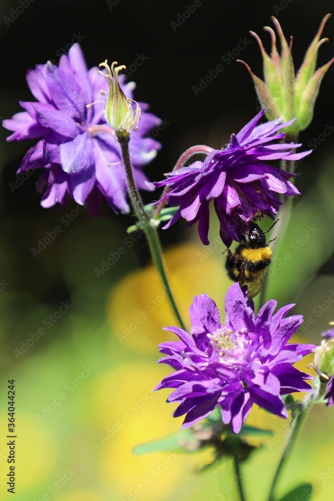 Fototapeta premium A bumblebee at a bellflower