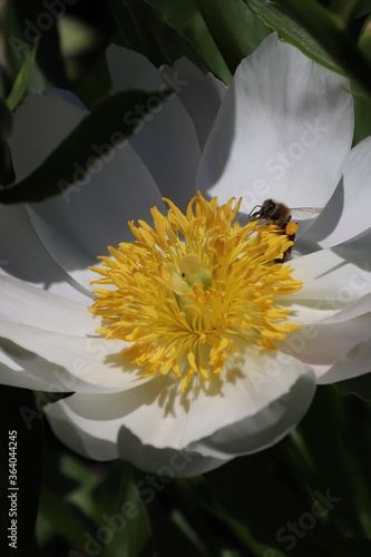 A bee collects nectar on a peony