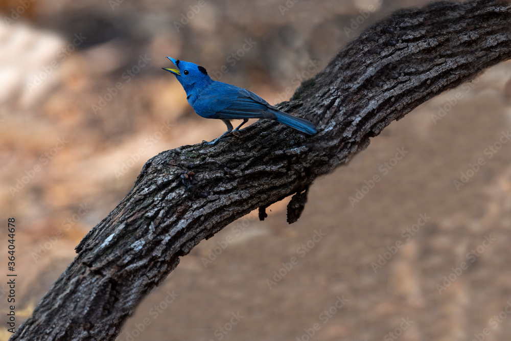 Fototapeta premium Black - naped Monarch