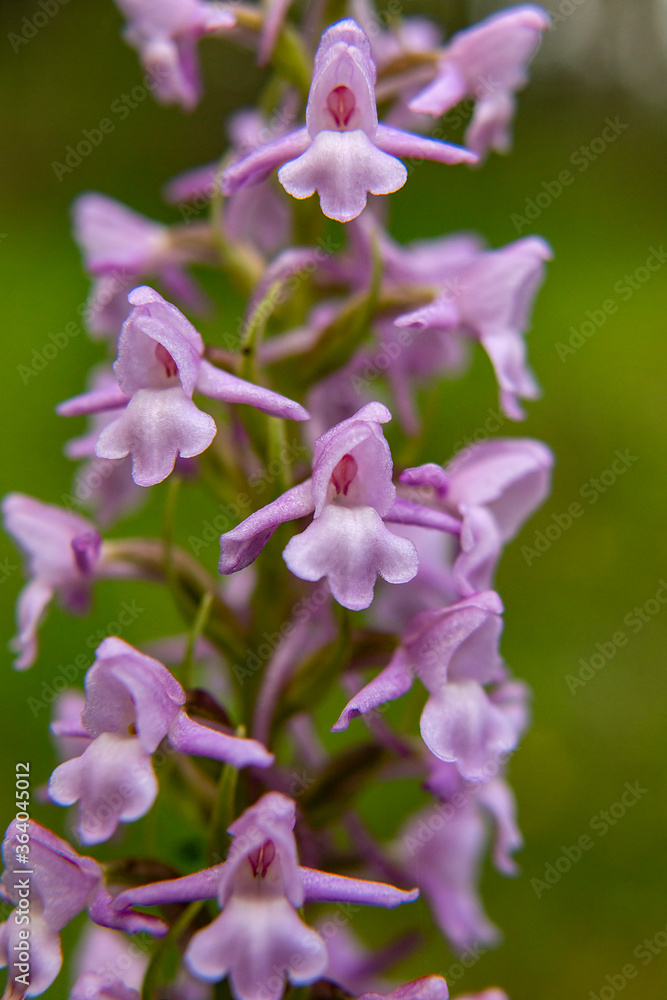 Fragrant Orchid (Gymnadenia conopsea) in natural habitat Fragrant Orchid (Gymnadenia conopsea) in natural habitat