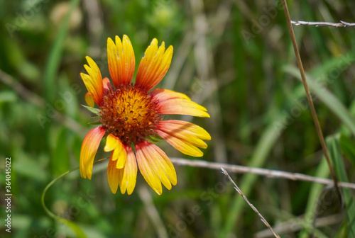 Close up of a Texas wild flower.