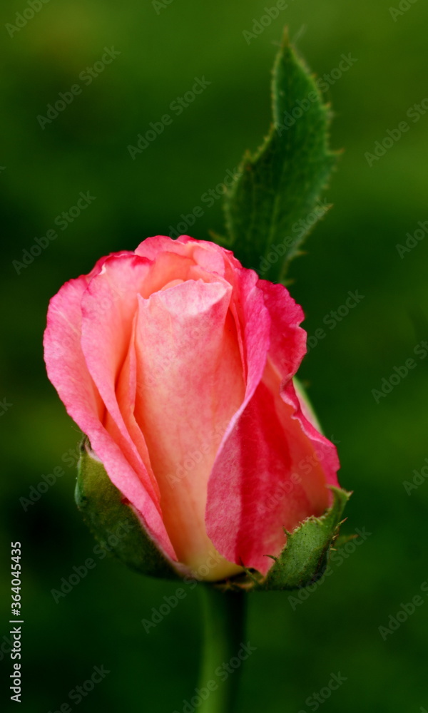 red rose with water drops red rose with water drops