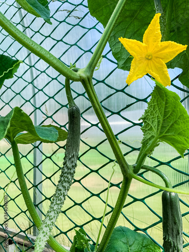 Fruit and flower of growing Chinese cucumber. photo