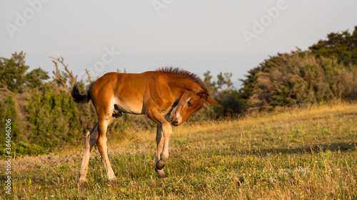 beautiful attitude of a foal at liberty in the mountains of the Drôme, France © serge