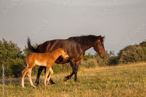 a mare and her foal roamed free... 