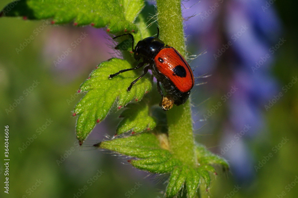 Obraz premium ladybug on a green plant
