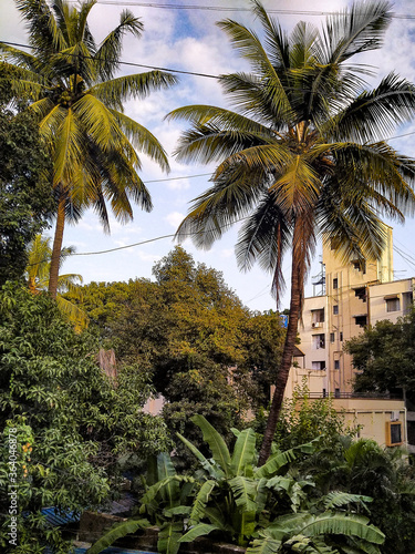palm tree in the city © Shubham khamkar