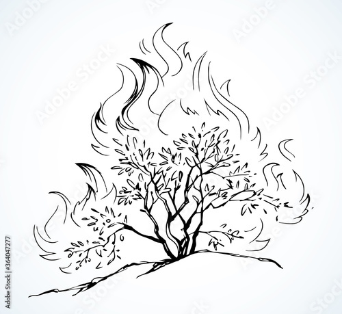 Burning bush. Vector drawing icon