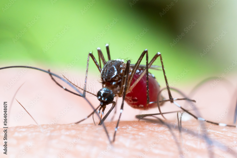 Aedes aegypti Mosquito on skin. Close up a Mosquito sucking human blood Aedes aegypti Mosquito on skin. Close up a Mosquito sucking human blood