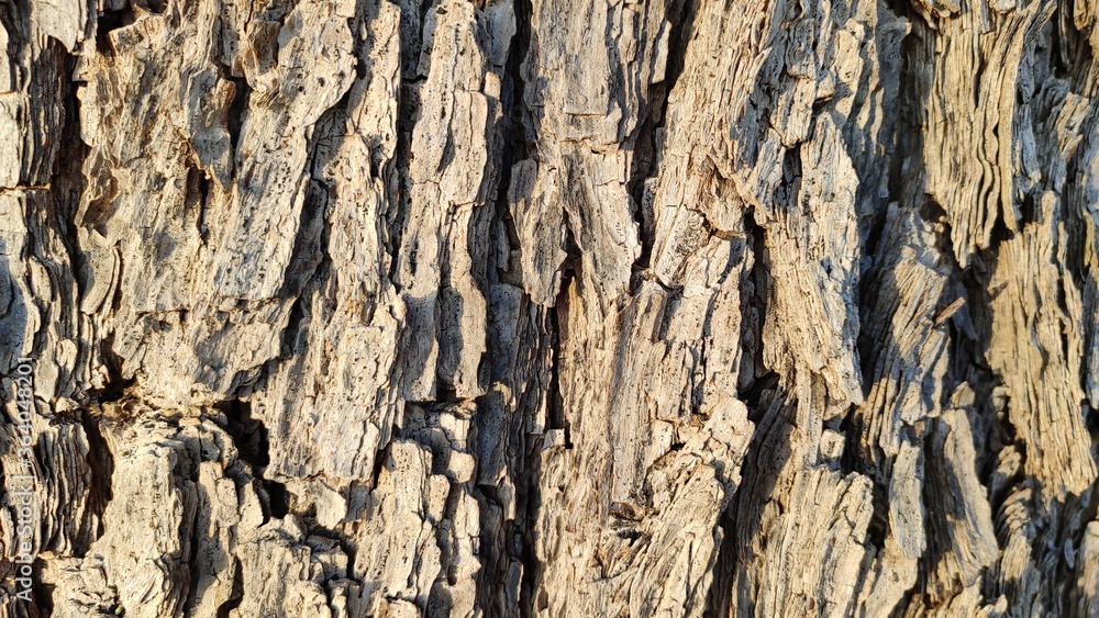 Bark pattern of Khejari (prosopis cineraria) trunk Bark pattern of Khejari (prosopis cineraria) trunk