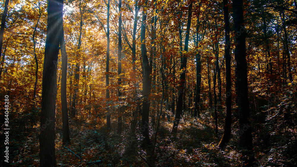 sun rays in autumn forest