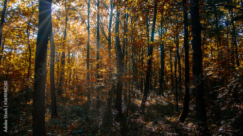 sun rays in autumn forest © babaroga