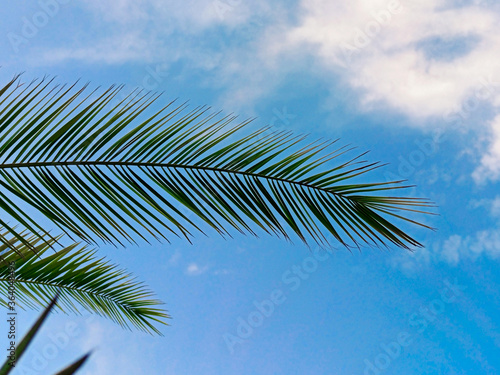 Palm leaves in sunshine on blue sky background  copy space. Concept summertime  vacation  tropics  nature  exotic.