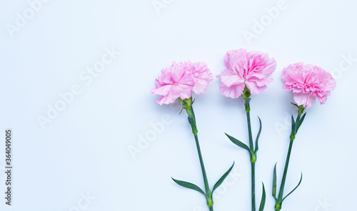 Carnation flower on white background.  Top view