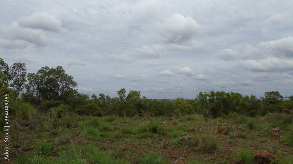 clouds over the forest