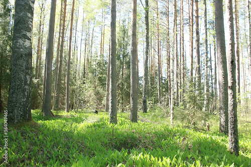 summer forest landscape