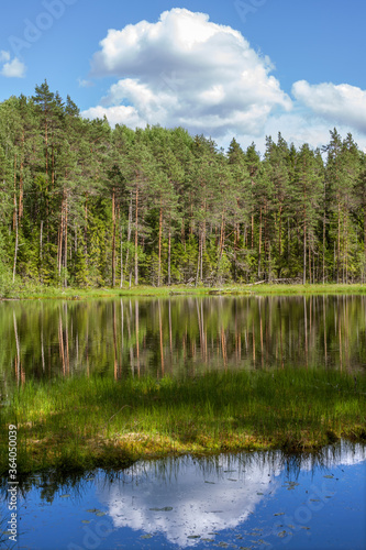 Pine forest at a lake in summertime, Estonia