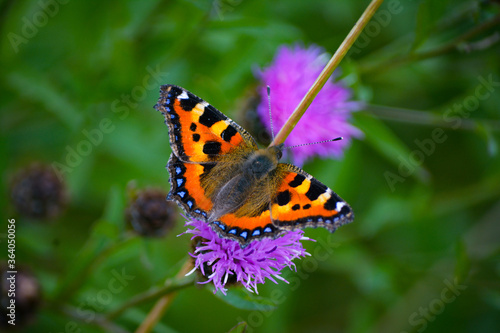 butterfly on flower © Thomas