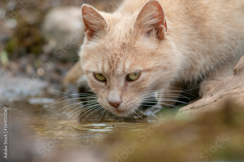 Domestic cat drink a water in outsite photo