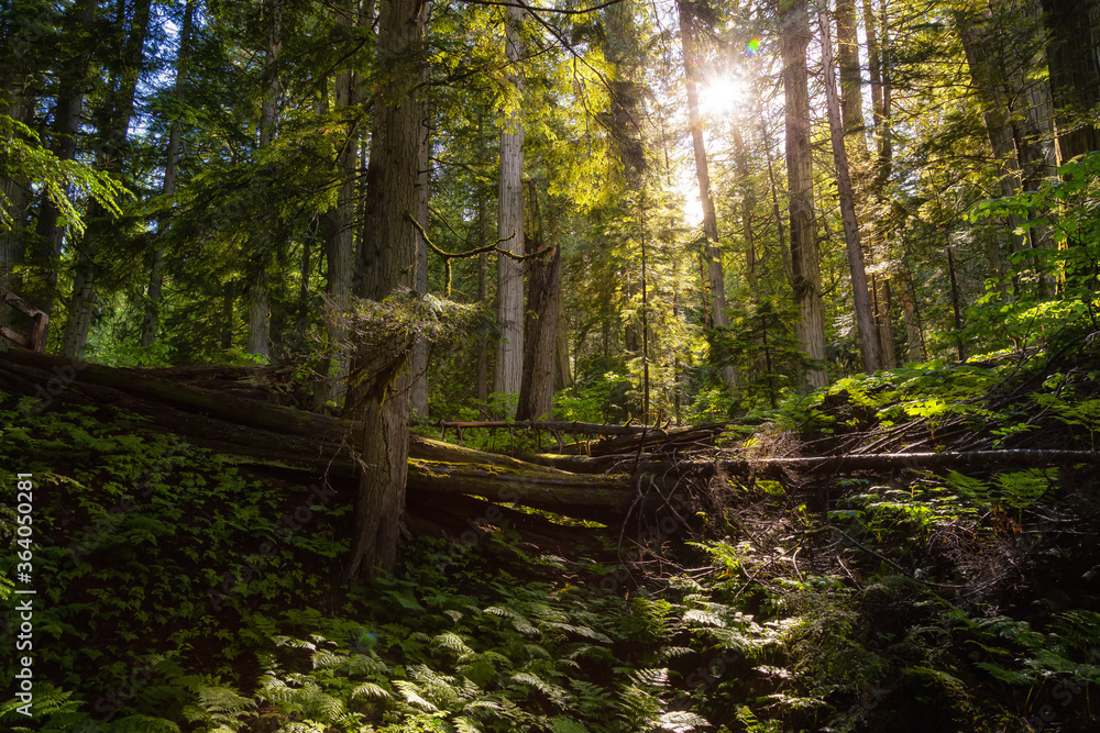 Rain Forest during a vibrant sunny day. Taken on Giant Cedars Boardwalk Trail in Mt Revelstoke National Park, British Columbia, Canada. Green Nature Background Rain Forest during a vibrant sunny day. Taken on Giant Cedars Boardwalk Trail in Mt Revelstoke National Park, British Columbia, Canada. Green Nature Background