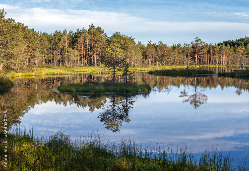 Fototapeta premium Summer landscape on the Estonian swamp