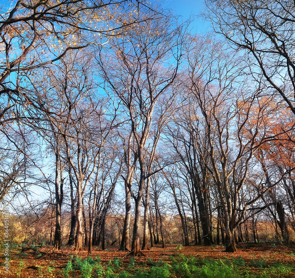 landscape in the autumn park / concept nature seasonal landscape season, autumn, forest, trees Indian summer landscape in the autumn park / concept nature seasonal landscape season, autumn, forest, trees Indian summer