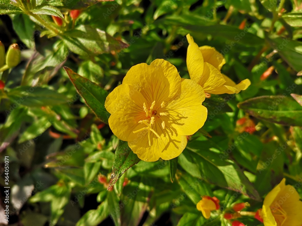 yellow flowers yellow flowers